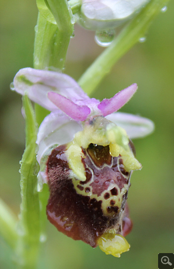 Ophrys apulica, Alfedena.