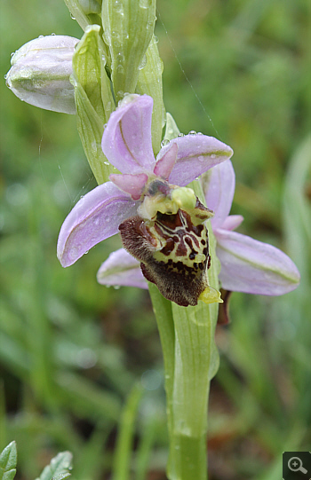 Ophrys apulica, Alfedena.