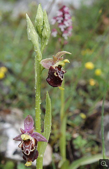 Ophrys apulica, Alfedena.