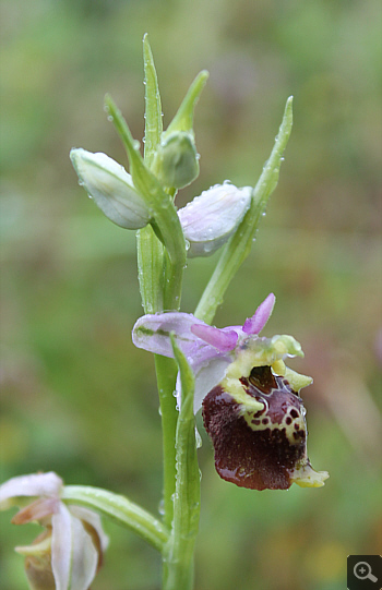 Ophrys apulica, Alfedena.