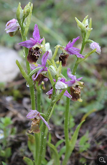 Ophrys apulica, Alfedena.