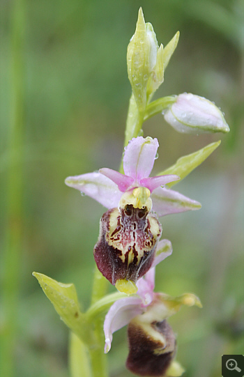 Ophrys apulica, Alfedena.