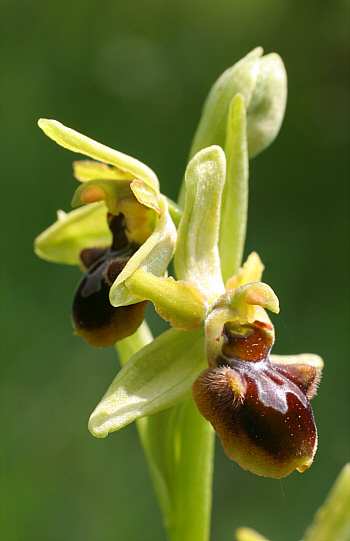 Ophrys araneola, district Göppingen.