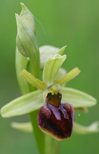 Ophrys araneola, district Göppingen.