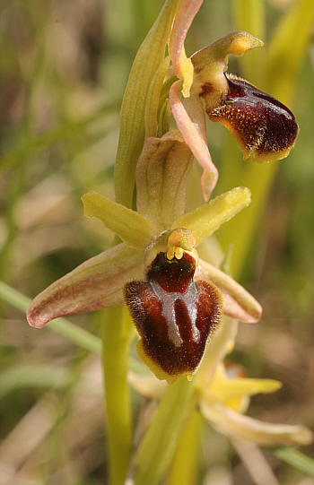 Ophrys araneola, Arnaville.