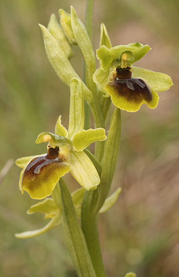 Ophrys araneola, Arnaville.