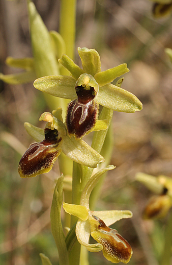 Ophrys araneola, Arnaville.