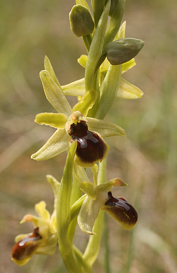 Ophrys araneola, Arnaville.