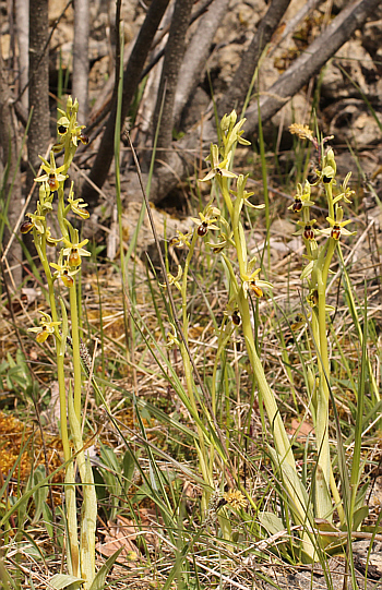 Ophrys araneola, Arnaville.