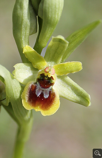 Ophrys araneola, Landkreis Göppingen.