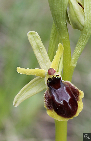 Ophrys araneola, district Göppingen.