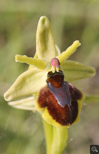 Ophrys araneola, district Göppingen.