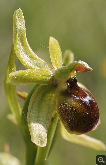 Ophrys araneola, district Göppingen.