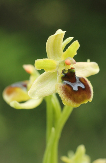 Ophrys araneola, district Göppingen.