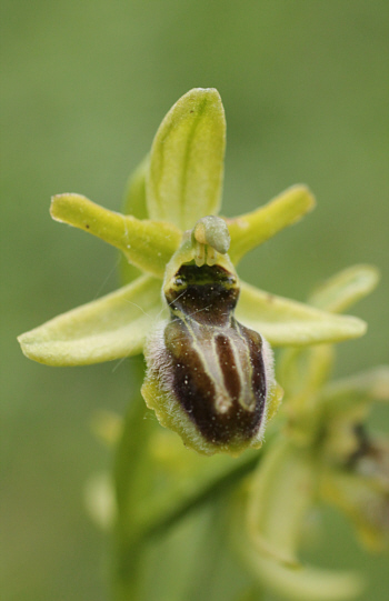 Ophrys araneola, district Göppingen.