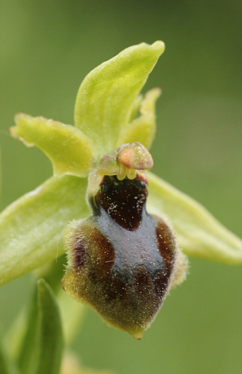 Ophrys araneola, Landkreis Göppingen.