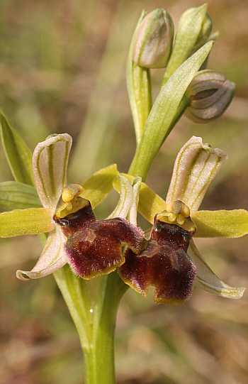 Ophrys araneola, Arnaville.