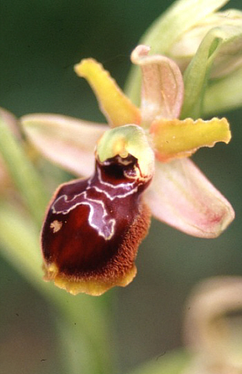 Ophrys argentaria, Toskana.
