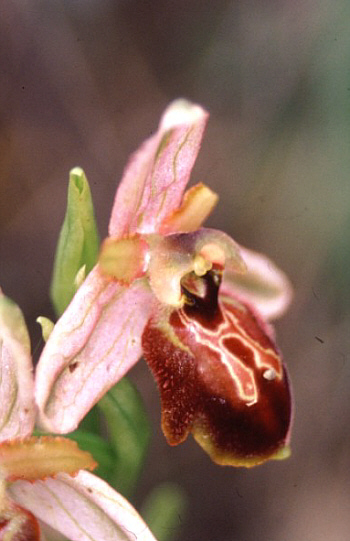 Ophrys argentaria, Tuscany.