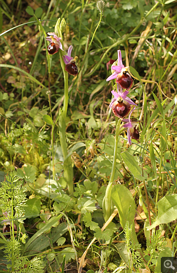 Ophrys argolica, Mykene.