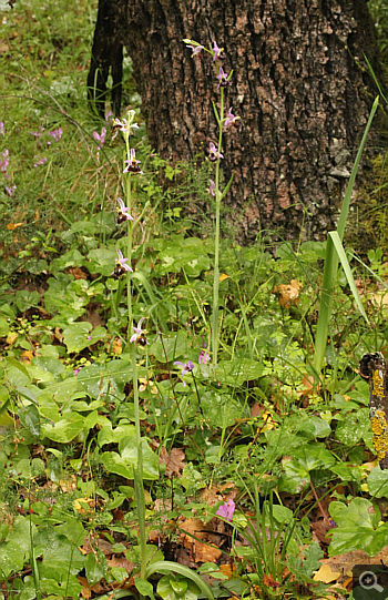 Ophrys argolica, Areopolis.