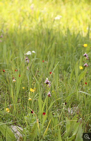 Ophrys argolica, Militsa.