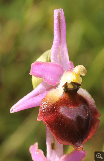 Ophrys argolica, Mykene.