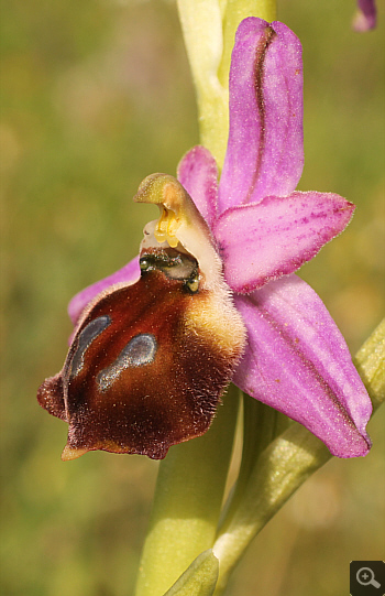 Ophrys argolica, Militsa.