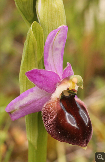 Ophrys argolica, Ampelokipi.