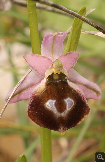 Ophrys argolica, Ampelokipi.