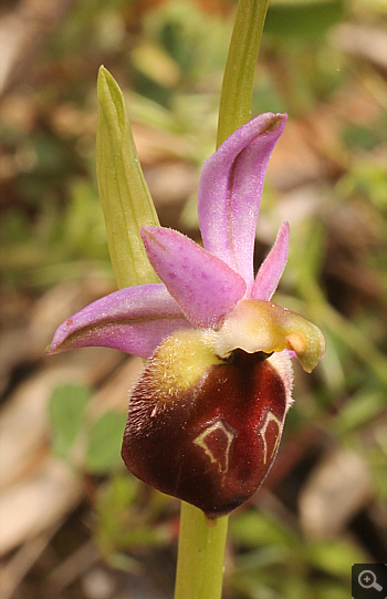 Ophrys argolica, Ampelokipi.