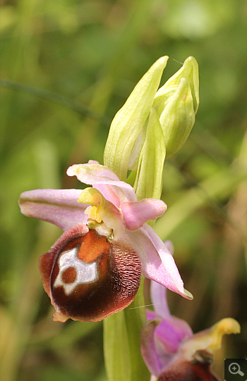 Ophrys argolica, Mykene.