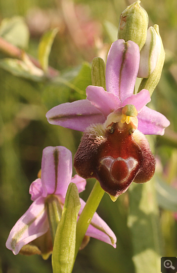 Ophrys argolica, Militsa.