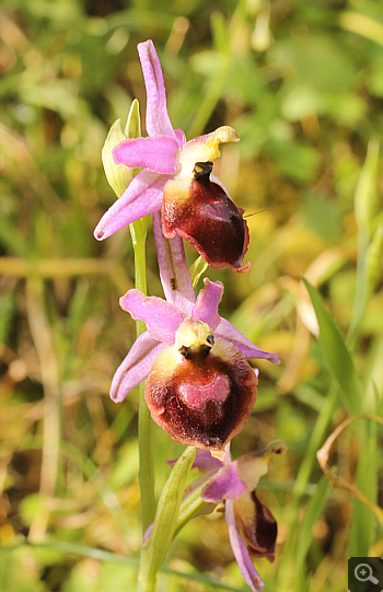 Ophrys argolica, Mykene.