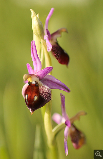 Ophrys argolica, Militsa.