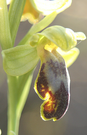 Ophrys attaviria, Stellies.