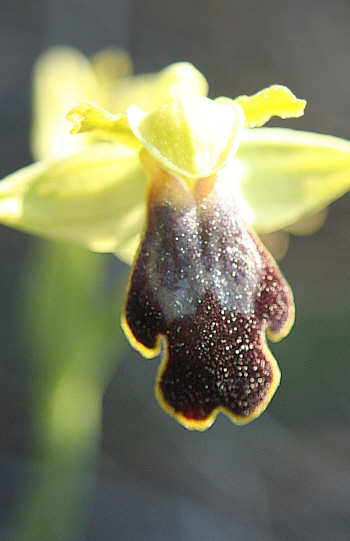 Ophrys attaviria, Stellies.