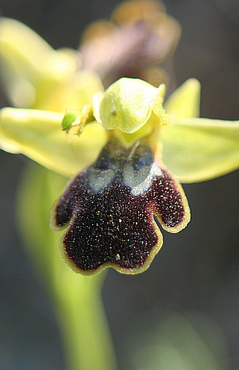 Ophrys attaviria, Laerma.