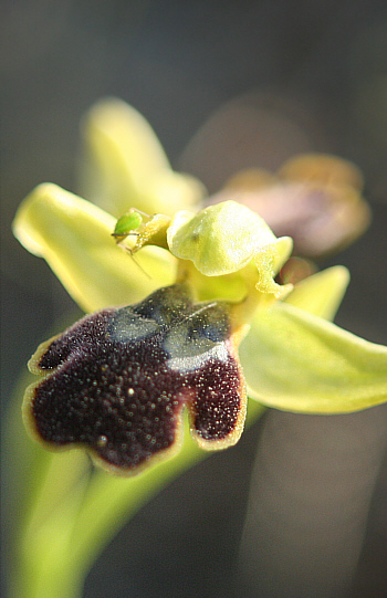 Ophrys attaviria, Laerma.