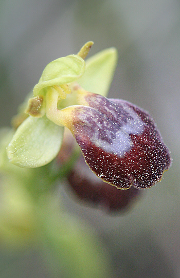 Ophrys attaviria, Laerma.