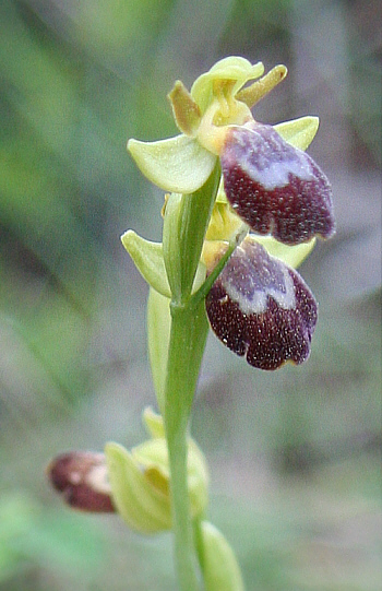 Ophrys attaviria, Laerma.