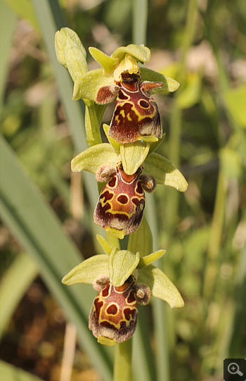 Ophrys attica, Litochoro.