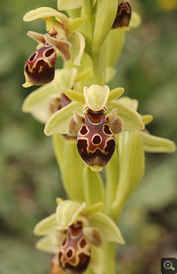 Ophrys attica, Lambokambos.
