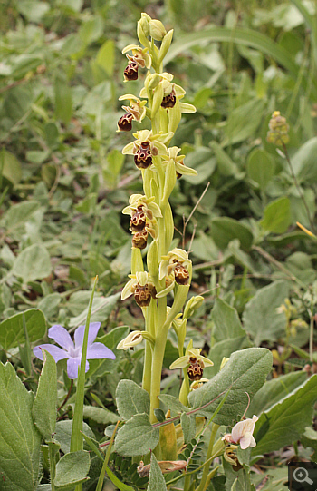 Ophrys attica, Lambokambos.