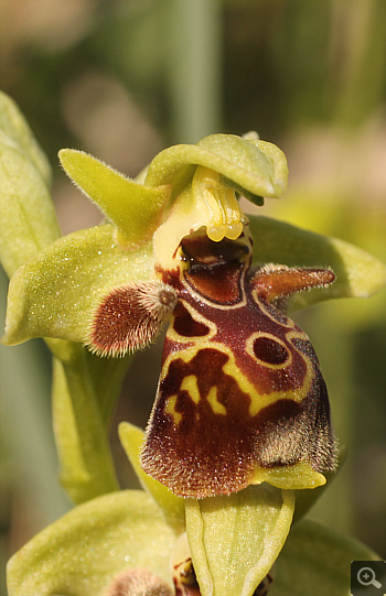 Ophrys attica, Litochoro.