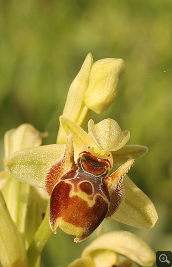 Ophrys attica, Militsa.