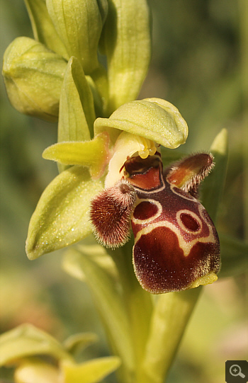 Ophrys attica, Litochoro.