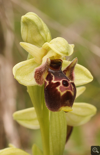 Ophrys attica, Katsimpalis.