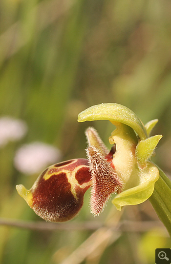 Ophrys attica, Litochoro.