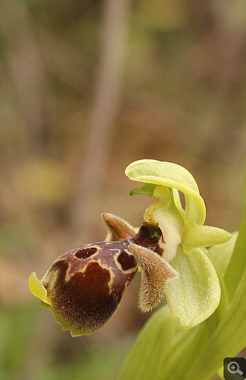 Ophrys attica, Katsimpalis.